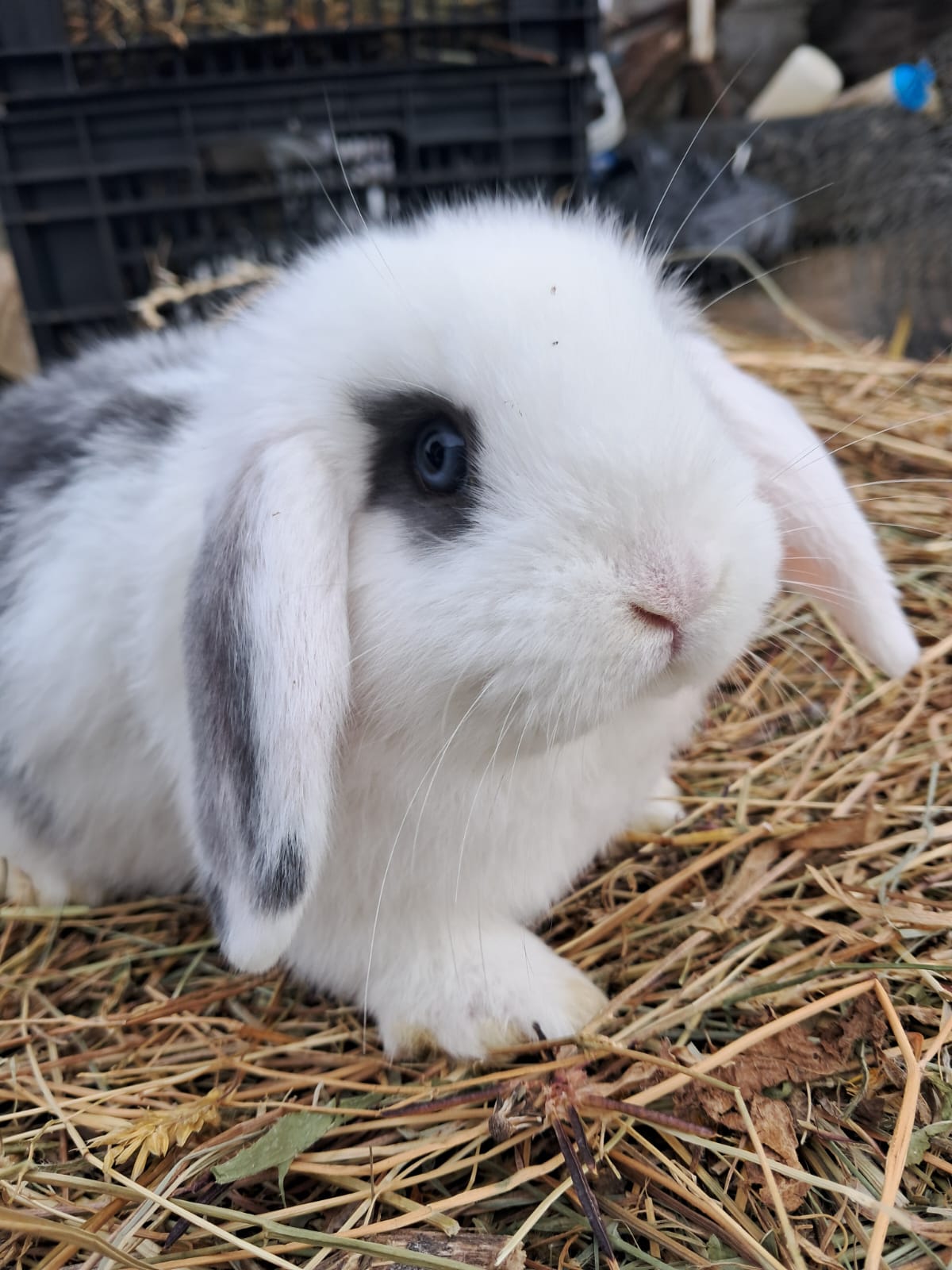 Foto principal de C182